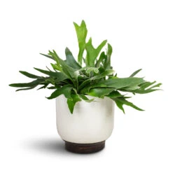 Platycerium Bifurcatum - Common Staghorn Fern 23 Platycerium Bifurcatum - Common Staghorn Fern -Plant Promotion Store Platycerium bifurcatum Common Staghorn Fern 17x35cm Jayla Plant Pot White 22x20cm