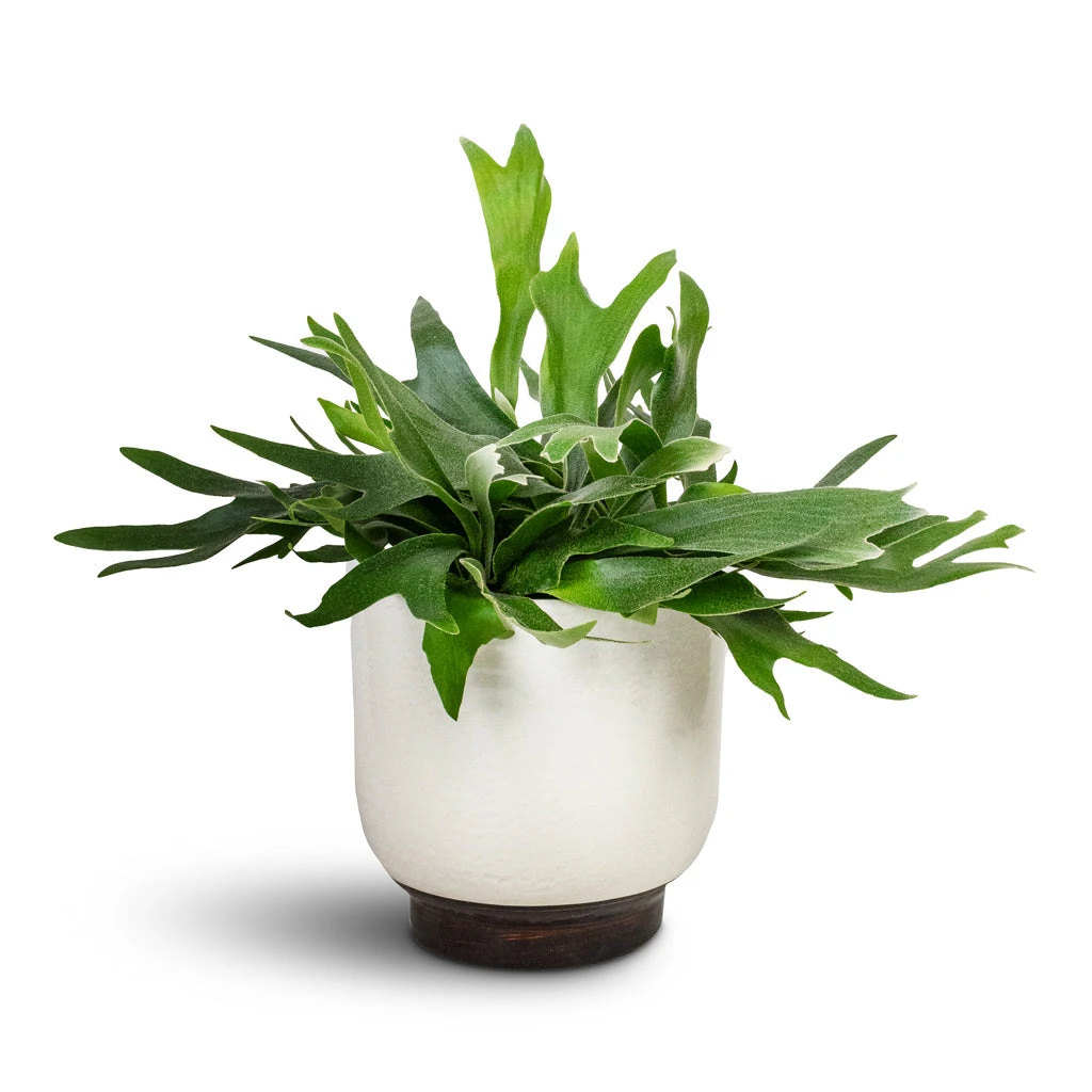 Platycerium Bifurcatum - Common Staghorn Fern 9 Platycerium Bifurcatum - Common Staghorn Fern - Image 7