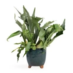 Kaat Plant Pot - Petrol 22 Kaat Plant Pot - Petrol -Plant Promotion Store Platycerium bifurcatum Common Staghorn Fern 17x35cm Kaat Plant Pot Petrol 20x20cm
