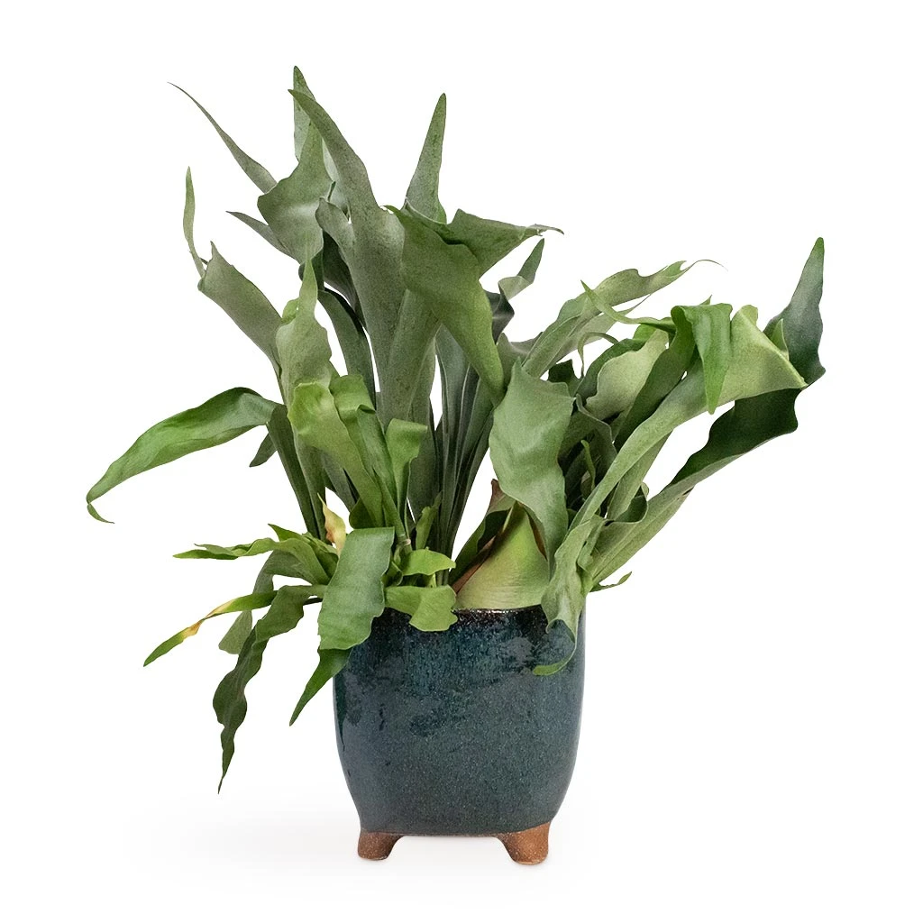 Kaat Plant Pot - Petrol 10 Kaat Plant Pot - Petrol - Image 9