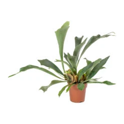 Platycerium Bifurcatum - Common Staghorn Fern 25 Platycerium Bifurcatum - Common Staghorn Fern -Plant Promotion Store Platycerium bifurcatum Common Staghorn Fern