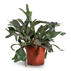 Platycerium Bifurcatum - Common Staghorn Fern 24 Platycerium Bifurcatum - Common Staghorn Fern -Plant Promotion Store Platycerium bifurcatum Common Staghorn Fern 26x60cm
