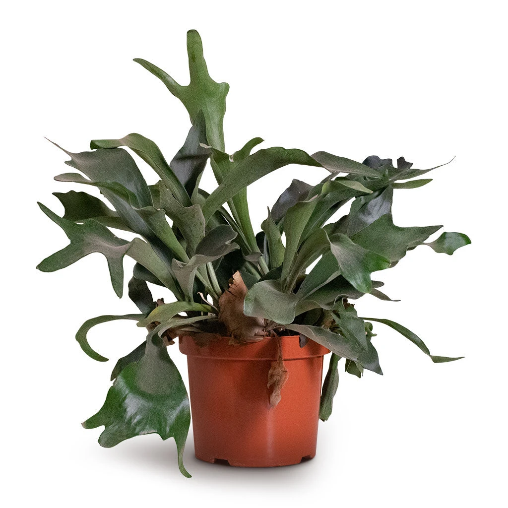 Platycerium Bifurcatum - Common Staghorn Fern 10 Platycerium Bifurcatum - Common Staghorn Fern - Image 8