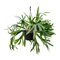 Platycerium Bifurcatum - Common Staghorn Fern 28 Platycerium Bifurcatum - Common Staghorn Fern -Plant Promotion Store Platycerium bifurcatum Common Staghorn Fern 28x60cm