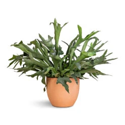 Terracotta Plant Pot 13 Terracotta Plant Pot -Plant Promotion Store Platycerium bifurcatum Common Staghorn Fern 28x60cm Terracotta Plant Pot 38x33cm 2