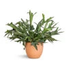 Platycerium Bifurcatum - Common Staghorn Fern -Plant Promotion Store Platycerium bifurcatum Common Staghorn Fern 28x60cm Terracotta Plant Pot 38x33cm 2 34b4fed4 82fc 4d14 93b7 7c229c574a41
