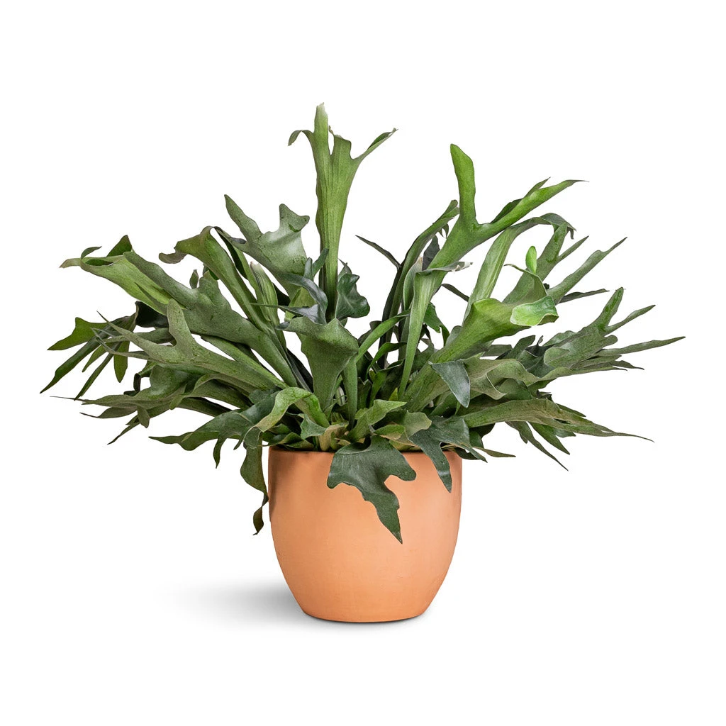 Platycerium Bifurcatum - Common Staghorn Fern 3 Platycerium Bifurcatum - Common Staghorn Fern