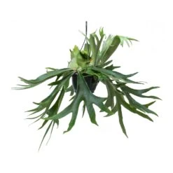 Platycerium Bifurcatum - Common Staghorn Fern 27 Platycerium Bifurcatum - Common Staghorn Fern -Plant Promotion Store Platycerium bifurcatum Common Staghorn Fern Hanging Indoor Plant