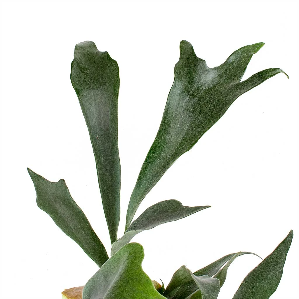 Platycerium Bifurcatum - Common Staghorn Fern 4 Platycerium Bifurcatum - Common Staghorn Fern - Image 2