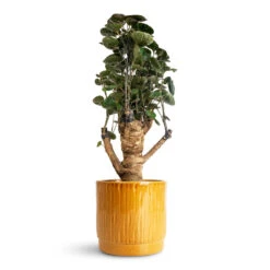 Stella Plant Pot - Mustard -Plant Promotion Store Polyscias Fabian Aralia 12x40cm Stella Pot Mustard 16x14cm 1