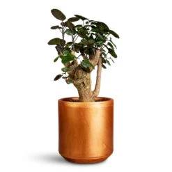 Polyscias Fabian - Aralia Fabian 26 Polyscias Fabian - Aralia Fabian -Plant Promotion Store Polyscias Fabian Aralia 12x40cm Tivoli Pot Copper 14x13cm