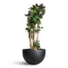 Polyscias Fabian - Aralia Fabian -Plant Promotion Store Polyscias Fabian Aralia 30x140cm Bowl Natural Planter Black 60x38cm