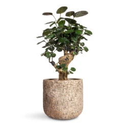 Maxim Plant Pot - Shiny Sand 18 Maxim Plant Pot - Shiny Sand -Plant Promotion Store Polyscias Fabian Aralia Fabian 12x40cm Maxim Plant Pot Shiny Sand 20x17cm 1