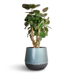 Ninthe Metal Plant Pot - Metallic Petrol 25 Ninthe Metal Plant Pot - Metallic Petrol -Plant Promotion Store Polyscias Fabian Aralia Fabian 24x70cm Ninthe Metal Plant Pot Metallic Petrol 36x31cm 7089797b 9768 4dd7 8e43 0d43afab0e3a