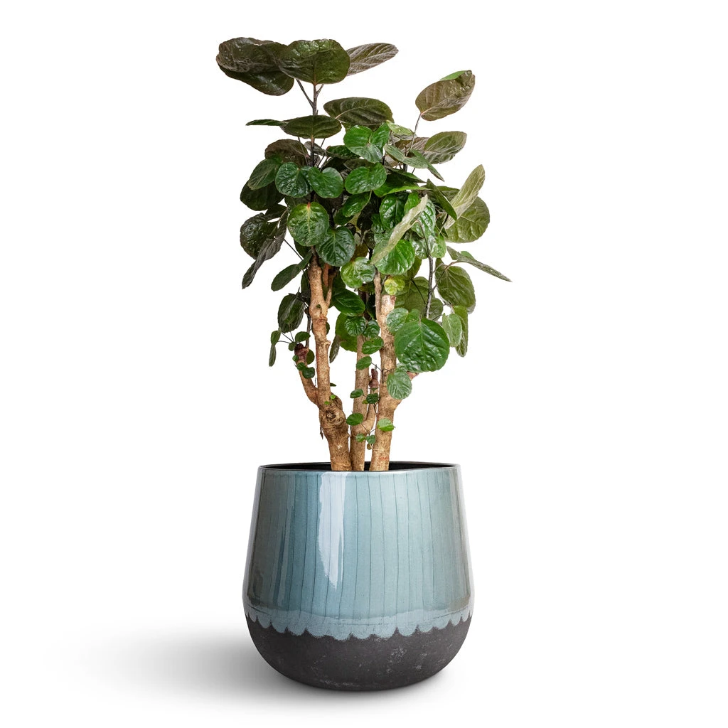 Ninthe Metal Plant Pot - Metallic Petrol 13 Ninthe Metal Plant Pot - Metallic Petrol - Image 11