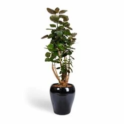Polyscias Fabian - Aralia Fabian 35 Polyscias Fabian - Aralia Fabian -Plant Promotion Store Polyscias Fabian Aralia Fabian 24x80cm Amora Plant Pot Anthracite Mirror 32x32cm