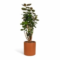 Polyscias Fabian - Aralia Fabian 33 Polyscias Fabian - Aralia Fabian -Plant Promotion Store Polyscias Fabian Aralia Fabian 24x80cm Max Refined Planter Canyon Orange 29x29.5cm