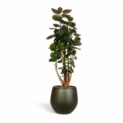 Polyscias Fabian - Aralia Fabian 32 Polyscias Fabian - Aralia Fabian -Plant Promotion Store Polyscias Fabian Aralia Fabian 24x80cm Noor Plant Pot Velvet Green 33x30cm