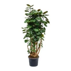 Polyscias Fabian - Aralia Fabian 38 Polyscias Fabian - Aralia Fabian -Plant Promotion Store Polyscias Fabian Aralia Fabian 29x115cm