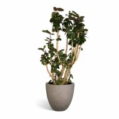 Polyscias Fabian - Aralia Fabian 34 Polyscias Fabian - Aralia Fabian -Plant Promotion Store Polyscias Fabian Aralia Fabian 30x140cm Grigio Egg Pot Planter Natural Concrete 40x36cm