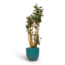 Polyscias Fabian - Aralia Fabian 36 Polyscias Fabian - Aralia Fabian -Plant Promotion Store Polyscias Fabian Aralia Fabian 30x150cm Felix Planters Ocean Blue 37x33cm