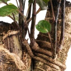 Polyscias Fabian - Aralia Fabian 24 Polyscias Fabian - Aralia Fabian -Plant Promotion Store Polyscias Fabian Aralia Fabian SWATCH 3