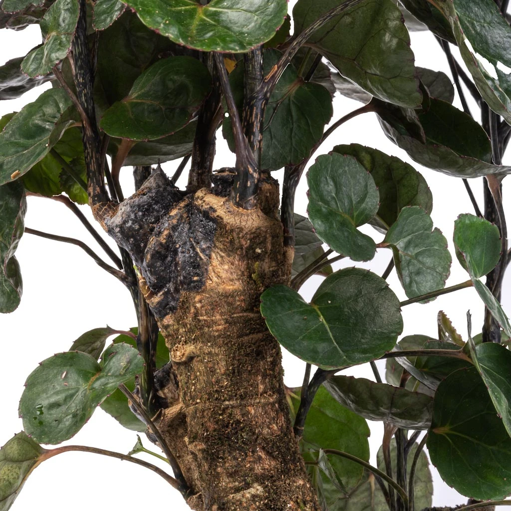 Polyscias Fabian - Aralia Fabian 4 Polyscias Fabian - Aralia Fabian - Image 2