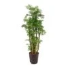 Polyscias Ming - Aralia - HydroCare