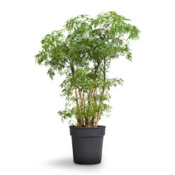 Polyscias Ming - Aralia Ming 28 Polyscias Ming - Aralia Ming -Plant Promotion Store Polyscias Ming Aralia Ming 19x60cm