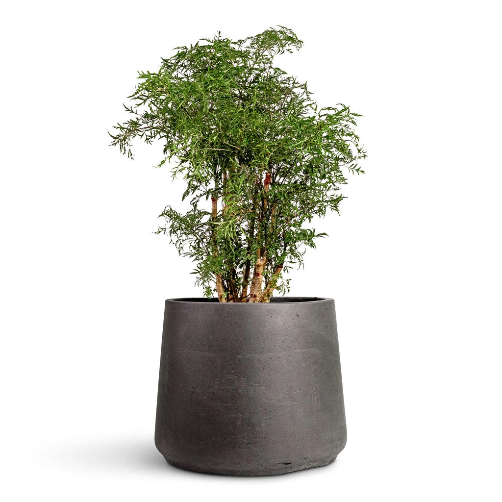 Polyscias Ming - Aralia Ming 3 Polyscias Ming - Aralia Ming
