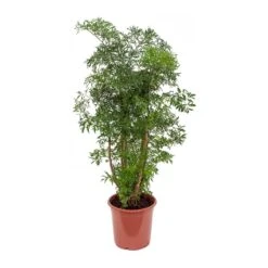 Polyscias Ming - Aralia Ming 26 Polyscias Ming - Aralia Ming -Plant Promotion Store Polyscias Ming Aralia Ming 21x80cm