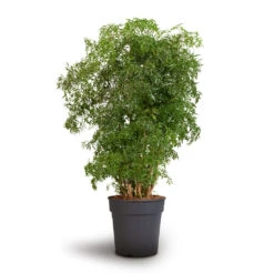 Polyscias Ming - Aralia Ming 25 Polyscias Ming - Aralia Ming -Plant Promotion Store Polyscias Ming Aralia Ming 24x80cm