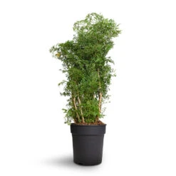 Polyscias Ming - Aralia Ming 27 Polyscias Ming - Aralia Ming -Plant Promotion Store Polyscias Ming Aralia Ming 24x80cm 2