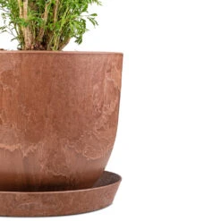Bola Artstone Plant Pot - Oak 25 Bola Artstone Plant Pot - Oak -Plant Promotion Store Polyscias Ming Aralia Ming 27x110cm Claire Artstone Plant Pot Saucer Oak 30x4cm Bola Artstone Plant Pot Oak 28x24cm 3