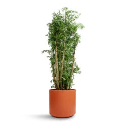 Prague Plant Pot - Cayenne 20 Prague Plant Pot - Cayenne -Plant Promotion Store Polyscias Ming Aralia Ming 27x110cm Prague Plant Pot Cayenne 28x24cm