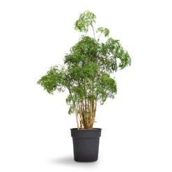 Polyscias Ming - Aralia Ming 22 Polyscias Ming - Aralia Ming -Plant Promotion Store Polyscias Ming Aralia Ming 27x90cm