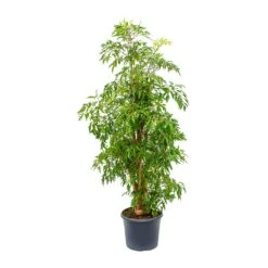Polyscias Ming - Aralia Ming 30 Polyscias Ming - Aralia Ming -Plant Promotion Store Polyscias Ming Aralia Ming 29x130cm