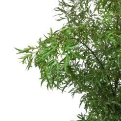 Polyscias Ming - Aralia Ming 23 Polyscias Ming - Aralia Ming -Plant Promotion Store Polyscias Ming Aralia Ming Leaves