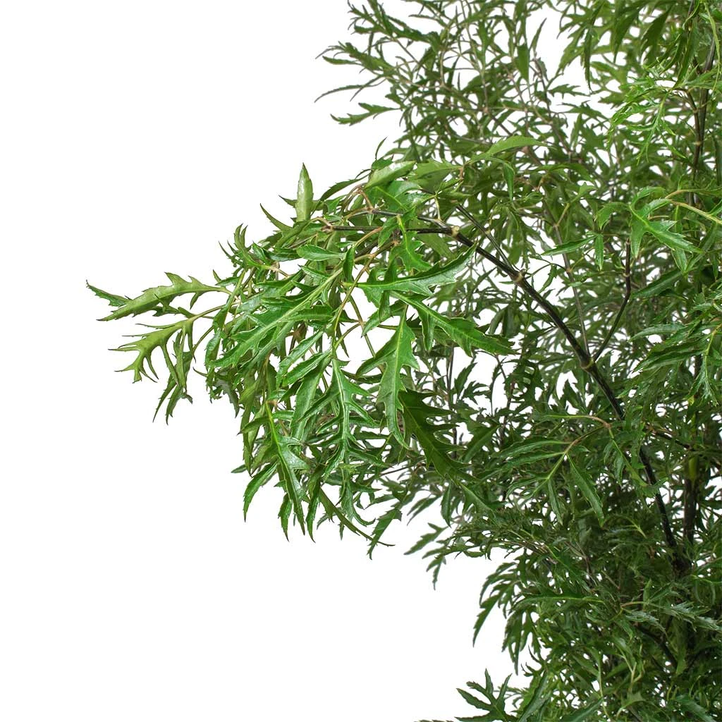 Polyscias Ming - Aralia Ming 9 Polyscias Ming - Aralia Ming - Image 7