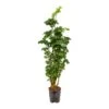 Polyscias Roble - Aralia - HydroCare -Plant Promotion Store Polyscias Roble Aralia Hydroculture Indoor Plant
