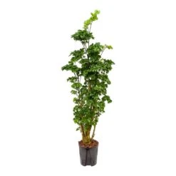 Polyscias Roble - Aralia - HydroCare