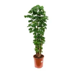 Polyscias Roble - Aralia Roble 8 Polyscias Roble - Aralia Roble -Plant Promotion Store Polyscias Roble Aralia Roble 27x100cm