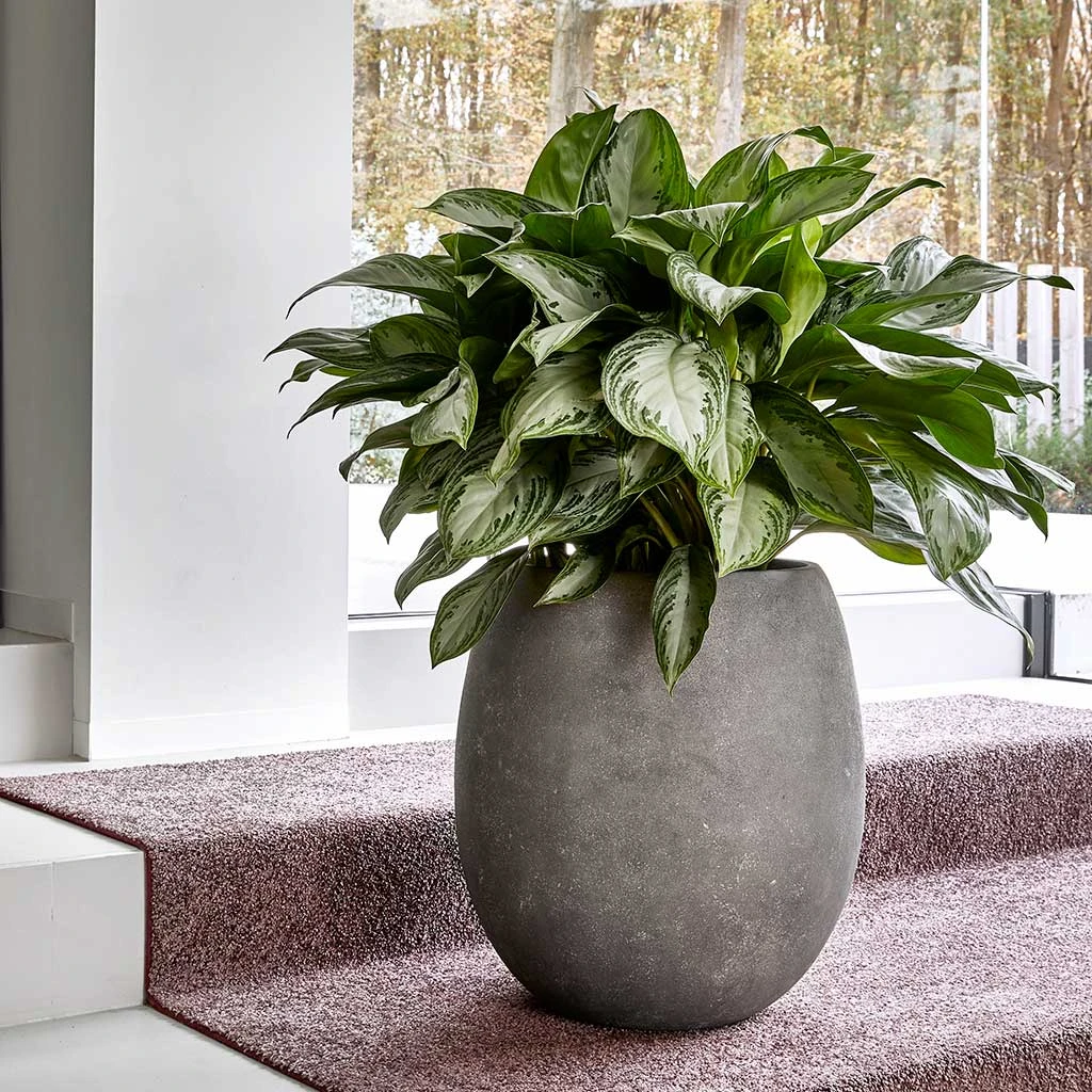 Polystone Coated Plain Balloon Planter - Raw Grey 4 Polystone Coated Plain Balloon Planter - Raw Grey - Image 2