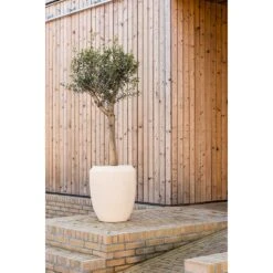 Polystone Coated Plain Coppa Planter - Natural -Plant Promotion Store Polystone Coated Plain Coppa Planter Natural Lifestyle