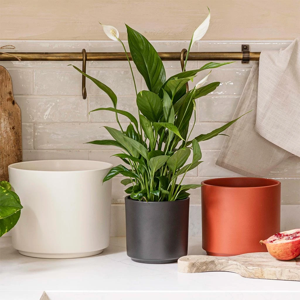 Prague Plant Pot - Cayenne 11 Prague Plant Pot - Cayenne - Image 9