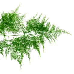 Asparagus Setaceus - Lace Fern -Plant Promotion Store ProductsAsparagussetaceus LaceFern 1
