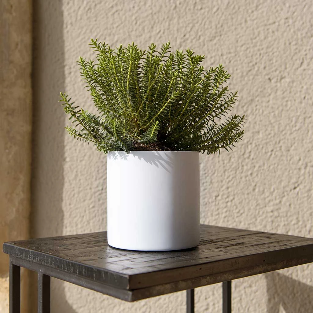 Puk Essentials Planter - Matt White 4 Puk Essentials Planter - Matt White - Image 2