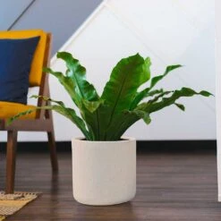 Raindrop Round Planter - Stone 18 Raindrop Round Planter - Stone -Plant Promotion Store Raindrop Round Planter Stone Indoor Plant