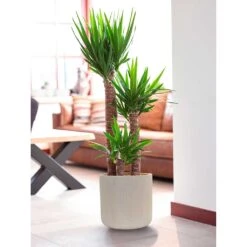 Raindrop Round Planter - Stone 16 Raindrop Round Planter - Stone -Plant Promotion Store Raindrop Round Planter Stone Indoor Planter Yucca Plant