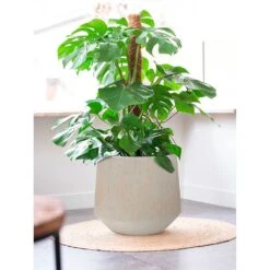 Raindrop Tube Round Planter - Stone 27 Raindrop Tube Round Planter - Stone -Plant Promotion Store Raindrop Tube Round Planter Stone Indoor Planter Swiss Cheese Plant